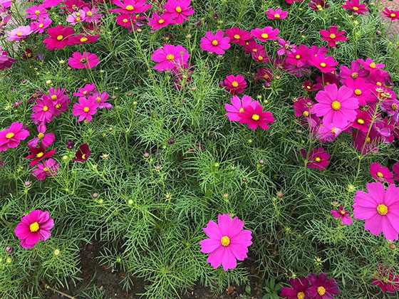 九江花草摆租-景观园林